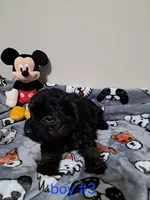 Boy 3, a male Yorkipoo for sale in Jonesborough, TN – Photo 7 of 8