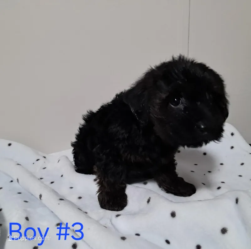 Boy 3 – Yorkipoo puppy for sale in Jonesborough, TN
