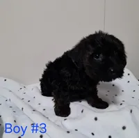 Boy 3, a male Yorkipoo for sale in Jonesborough, TN – Photo 1 of 8