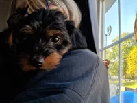 Girl, a female Yorkipoo for sale in Jonesborough, TN – 4 of 10