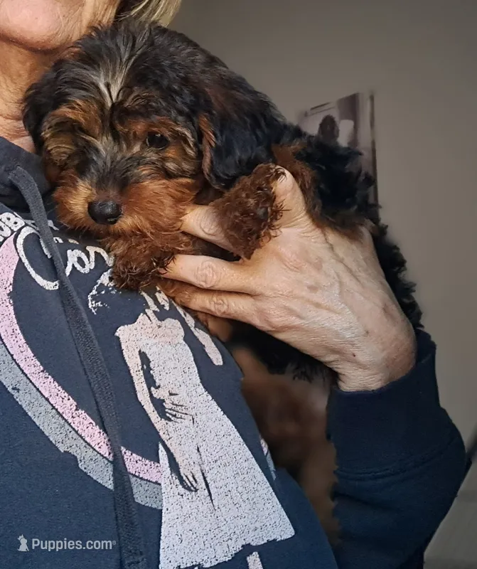 Girl – Yorkipoo puppy for sale in Jonesborough, TN
