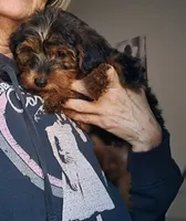 Girl, a female Yorkipoo for sale in Jonesborough, TN – 1 of 10