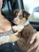 Maple, a female Border Collie and Miniature Australian Shepherd for sale in Mansfield, TX – 2 of 8