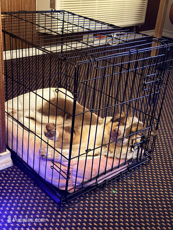 Maple – Miniature Australian Shepherd puppy for sale in Mansfield, TX