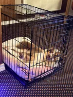 Maple, a female Miniature Australian Shepherd for sale in Mansfield, TX – 1 of 8