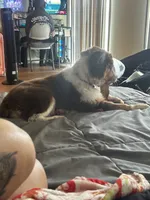 Maple, a female Miniature Australian Shepherd for sale in Mansfield, TX – 3 of 8