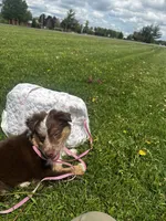 Maple, a female Miniature Australian Shepherd for sale in Mansfield, TX – 5 of 8