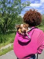 Maple, a female Border Collie and Miniature Australian Shepherd for sale in Mansfield, TX – 8 of 8