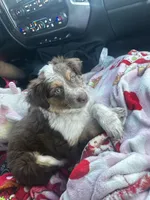 Maple, a female Border Collie and Miniature Australian Shepherd for sale in Mansfield, TX – 5 of 8