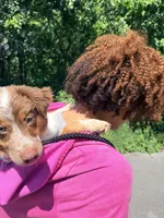 Maple, a female Border Collie and Miniature Australian Shepherd for sale in Mansfield, TX – 6 of 8