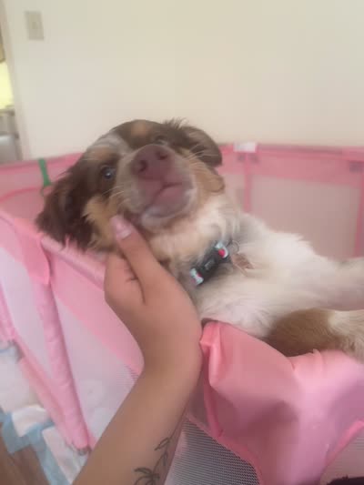 Maple, a female Miniature Australian Shepherd for sale in Mansfield, TX – 7 of 8