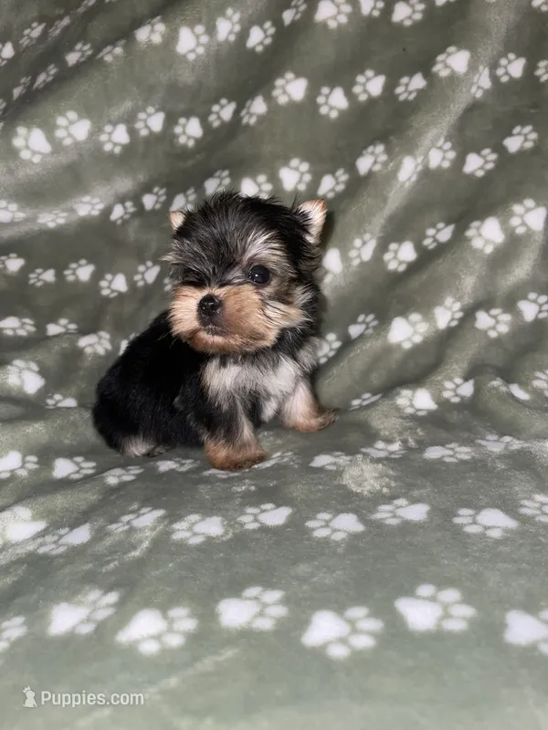 Traditional male – Yorkshire Terrier puppy for sale in San Antonio, TX