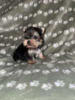 Traditional male, a male Yorkshire Terrier for sale in San Antonio, TX – 1 of 10