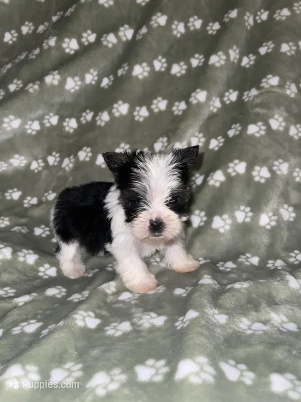 Parti male – Yorkshire Terrier puppy for sale in San Antonio, TX