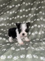 Parti male, a male Yorkshire Terrier for sale in San Antonio, TX – 1 of 10