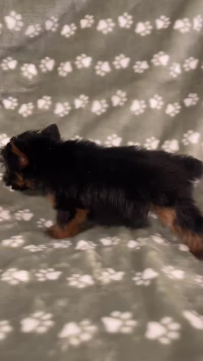Traditional female , a female Yorkshire Terrier for sale in San Antonio, TX – 6 of 10