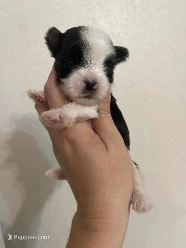 Parti male – Yorkshire Terrier puppy for sale in San Antonio, TX