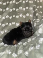 Traditional female , a female Yorkshire Terrier for sale in San Antonio, TX – 5 of 10