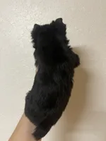 Registered traditional male, a male Yorkshire Terrier for sale in San Antonio, TX – 3 of 8
