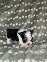 Parti male, a male Yorkshire Terrier for sale in San Antonio, TX – 5 of 10