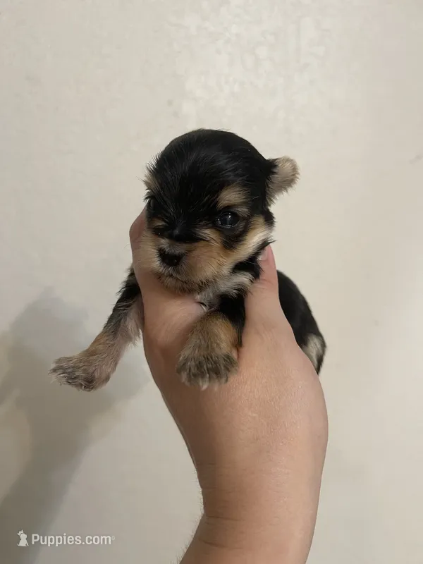 Traditional male – Yorkshire Terrier puppy for sale in San Antonio, TX