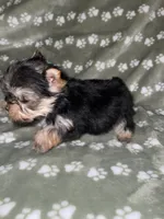 Traditional male, a male Yorkshire Terrier for sale in San Antonio, TX – 3 of 10