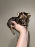 Merle female, a female Yorkshire Terrier for sale in San Antonio, TX – 7 of 10