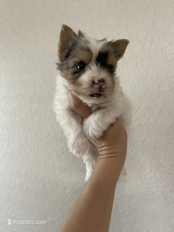 Registered blueberry male – Yorkshire Terrier puppy for sale in San Antonio, TX