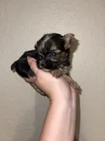 Traditional female, a female Yorkshire Terrier for sale in San Antonio, TX – 8 of 9
