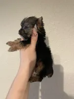 Traditional female, a female Yorkshire Terrier for sale in San Antonio, TX – 6 of 9
