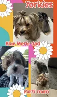 Traditional female, a female Yorkshire Terrier for sale in San Antonio, TX – 4 of 4