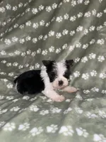Parti male, a male Yorkshire Terrier for sale in San Antonio, TX – 3 of 10