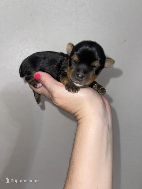 Registered traditional male – Yorkshire Terrier puppy on hold in San Antonio, TX