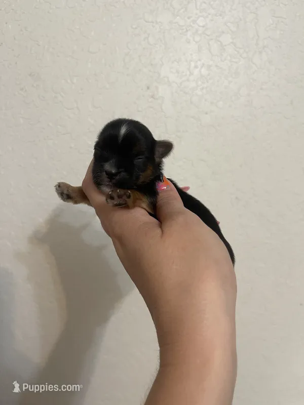 Traditional female – Yorkshire Terrier puppy for sale in San Antonio, TX