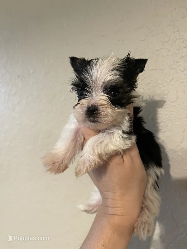 Parti male – Yorkshire Terrier puppy for sale in San Antonio, TX