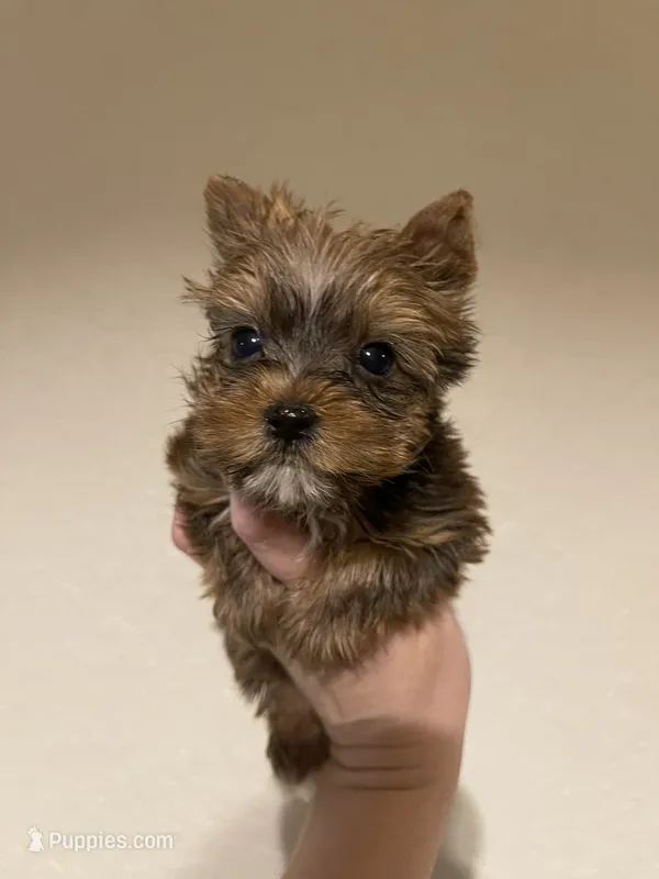Sable Male – Yorkshire Terrier puppy for sale in San Antonio, TX