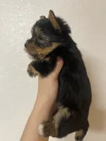 Registered traditional male, a male Yorkshire Terrier for sale in San Antonio, TX – 2 of 8