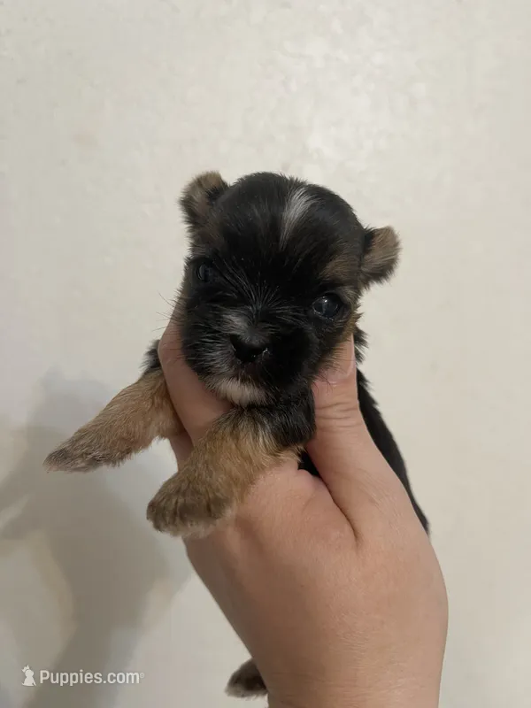 Traditional female – Yorkshire Terrier puppy for sale in San Antonio, TX