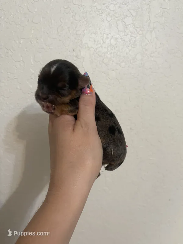 Merle female – Yorkshire Terrier puppy for sale in San Antonio, TX