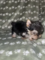 Traditional male, a male Yorkshire Terrier for sale in San Antonio, TX – 4 of 10