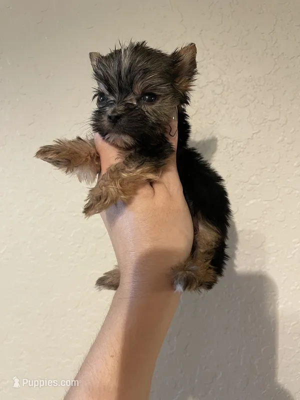Traditional female – Yorkshire Terrier puppy for sale in San Antonio, TX
