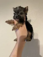 Traditional female, a female Yorkshire Terrier for sale in San Antonio, TX – 5 of 9
