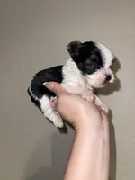 Parti male, a male Yorkshire Terrier for sale in San Antonio, TX – 7 of 10