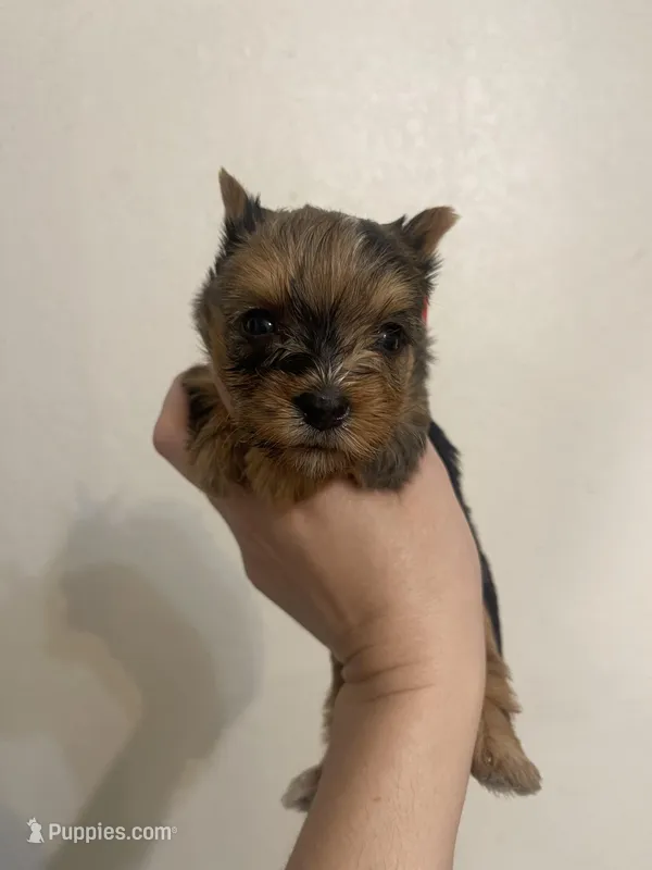 Merle female – Yorkshire Terrier puppy for sale in San Antonio, TX