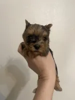 Merle female, a female Yorkshire Terrier for sale in San Antonio, TX – Photo 1 of 4