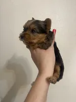 Merle female, a female Yorkshire Terrier for sale in San Antonio, TX – Photo 2 of 4