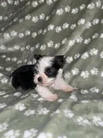 Parti male, a male Yorkshire Terrier for sale in San Antonio, TX – 4 of 10