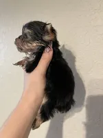 Traditional male, a male Yorkshire Terrier for sale in San Antonio, TX – 8 of 10