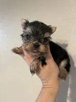 Traditional male, a male Yorkshire Terrier for sale in San Antonio, TX – 7 of 10