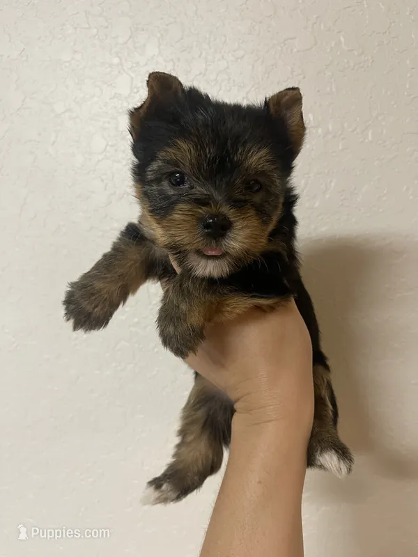 Registered traditional male – Yorkshire Terrier puppy for sale in San Antonio, TX